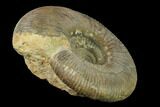 Bathonian Ammonite (Procerites) Fossil - France #153158-1